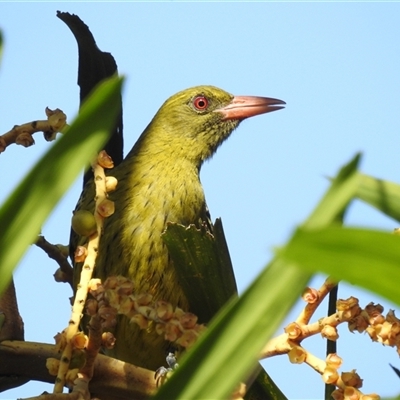 Oriolus flavocinctus (Yellow Oriole, Green Oriole) at Darwin City, NT - 20 May 2025 by HelenCross