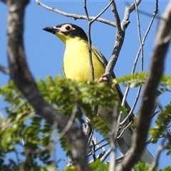 Sphecotheres vieilloti (Australasian Figbird) at Darwin City, NT - 20 May 2025 by HelenCross