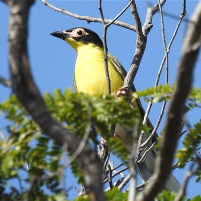 Sphecotheres vieilloti (Australasian Figbird) at Darwin City, NT - 20 May 2025 by HelenCross