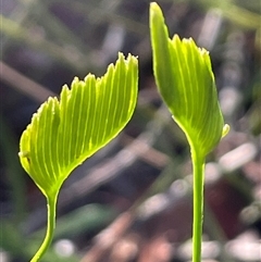 Schizaea bifida (Forked Comb Fern) at Jervis Bay Village, JBT - 24 May 2025 by Clarel
