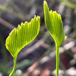 Schizaea bifida (Forked Comb Fern) at Jervis Bay Village, JBT - Today by Clarel
