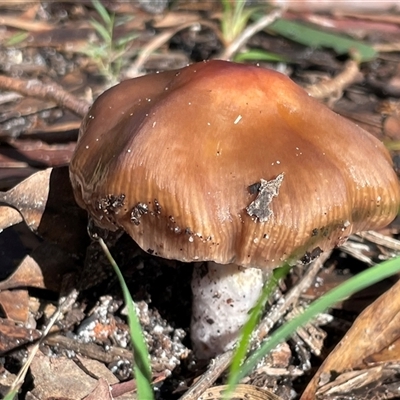 Cortinarius sp. at Jervis Bay Village, JBT - Yesterday by Clarel