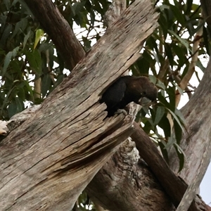 Calyptorhynchus lathami lathami by LisaH