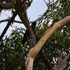 Calyptorhynchus lathami lathami at Moruya, NSW - suppressed