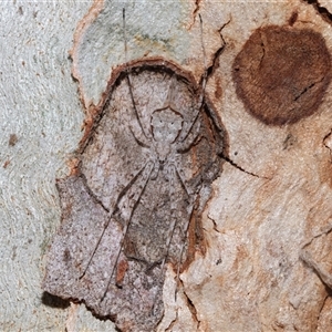 Tamopsis eucalypti at Belconnen, ACT - 21 May 2025 by AlisonMilton