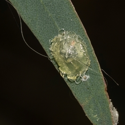Glycaspis sp. (genus) at Belconnen, ACT - 21 May 2025 by AlisonMilton