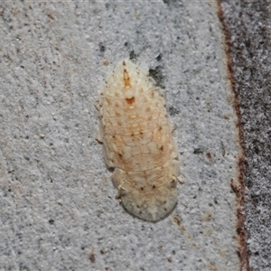 Ledromorpha planirostris (A leafhopper) at Belconnen, ACT - 21 May 2025 by AlisonMilton