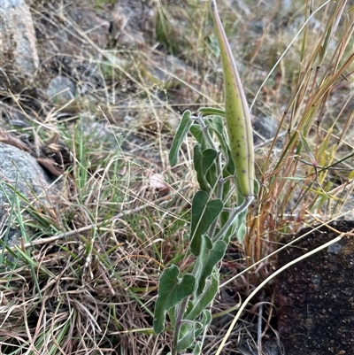Oxypetalum coeruleum (Tweedia or Southern Star) at Chapman, ACT - 12 May 2025 by PGL