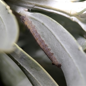 Lasiocampidae (family) immature at Belconnen, ACT - 21 May 2025 by AlisonMilton
