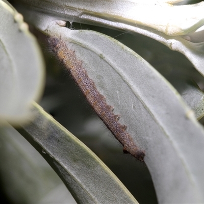 Lasiocampidae (family) immature (Lappet & Snout Moths) at Belconnen, ACT - 21 May 2025 by AlisonMilton