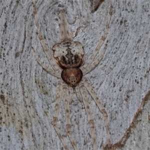 Tamopsis sp. (genus) (Two-tailed spider) at Belconnen, ACT - 21 May 2025 by AlisonMilton