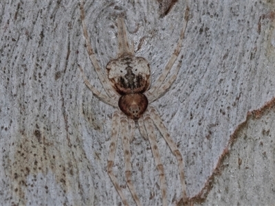 Tamopsis sp. (genus) (Two-tailed spider) at Belconnen, ACT - 21 May 2025 by AlisonMilton