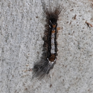 Euproctis edwardsii at Belconnen, ACT - 21 May 2025 by AlisonMilton