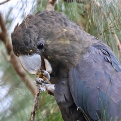Calyptorhynchus lathami lathami (Glossy Black-Cockatoo) at Moruya, NSW - 13 May 2025 by LisaH