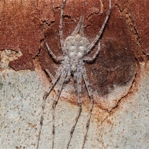 Tamopsis eucalypti (A two-tailed spider) at Belconnen, ACT - 21 May 2025 by AlisonMilton