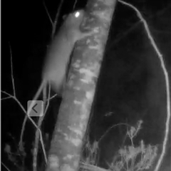 Rattus rattus (Black Rat) at Mongarlowe, NSW - 14 May 2025 by LisaH