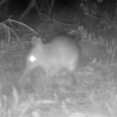 Perameles nasuta (Long-nosed Bandicoot) at Mongarlowe, NSW - 4 May 2025 by LisaH