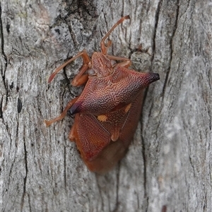 Hiarchas angularis at Hall, ACT - Yesterday by Anna123
