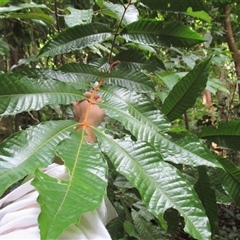 Aglaia ferruginea at Syndicate, QLD - 23 Apr 2015 02:01 PM