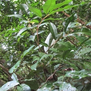 Aglaia ferruginea at Syndicate, QLD - 23 Apr 2015 02:01 PM