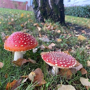 Agarics at Parkes, ACT - 23 May 2025 by Vera