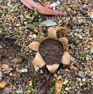 Unverified Spore sac on a star-like base [earthstars] at Parkes, ACT - 22 May 2025 by Vera