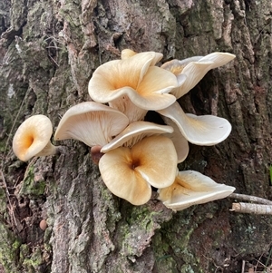 Unverified Cap on a stem; gills below cap [mushrooms or mushroom-like] by Vera