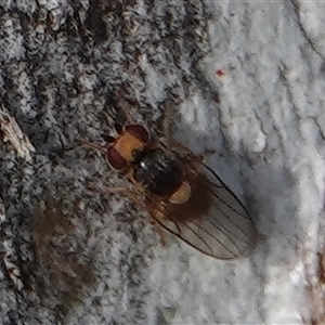 Unverified True fly (Diptera) at Hall, ACT - Yesterday by Anna123