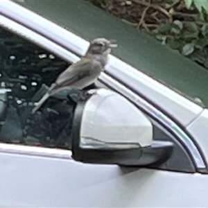 Colluricincla harmonica at Mount George, NSW - suppressed