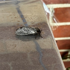 Unverified Swift and Ghost moth (Hepialidae) by Frenchy