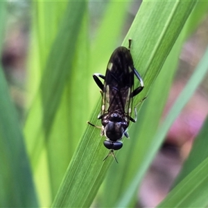 Unverified True fly (Diptera) at Isaacs, ACT - Today by Mike