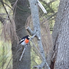 Petroica boodang (Scarlet Robin) at Greenway, ACT - 24 May 2025 by LineMarie