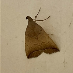 Simplicia armatalis (Crescent Moth) at Higgins, ACT - Today by Jennybach