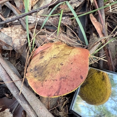 Unverified Bolete - Fleshy texture, stem central (more-or-less) at Bucketty, NSW - 25 May 2025 by MartinPredavec