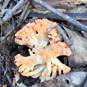 Ramaria sp. (genus) at Bucketty, NSW - Today by MartinPredavec