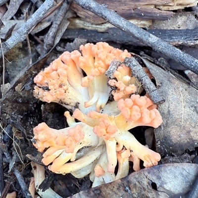 Ramaria sp. (genus) at Bucketty, NSW - 25 May 2025 by MartinPredavec