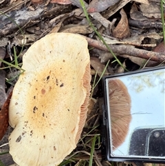 Unverified Cap on a stem; gills below cap [mushrooms or mushroom-like] at Bucketty, NSW - 25 May 2025 by MartinPredavec