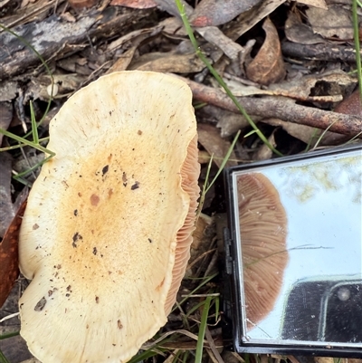 Unverified Cap on a stem; gills below cap [mushrooms or mushroom-like] at Bucketty, NSW - 25 May 2025 by MartinPredavec