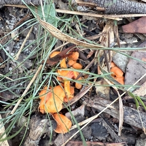 Cantharellus concinnus at Bucketty, NSW - Today by MartinPredavec