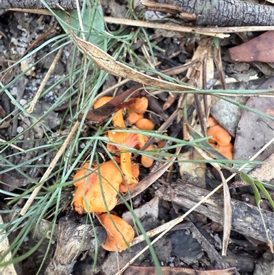 Cantharellus concinnus at Bucketty, NSW - 25 May 2025 by MartinPredavec
