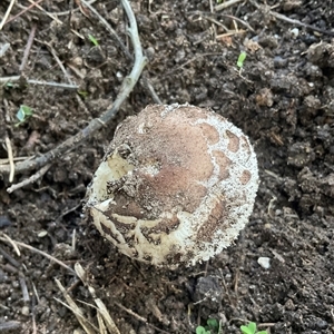 Unverified Cap on a stem; gills below cap [mushrooms or mushroom-like] at Higgins, ACT - Today by Jennybach