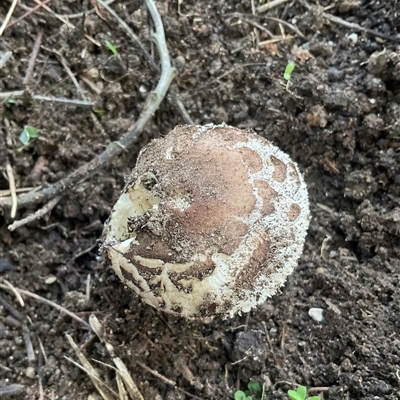 Chlorophyllum sp. at Higgins, ACT - 25 May 2025 by Jennybach