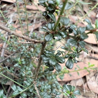 Phyllanthus hirtellus at Bucketty, NSW - Yesterday by MartinPredavec