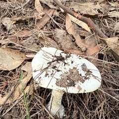Amanita sp. (Amanita sp.) at Bucketty, NSW - 25 May 2025 by MartinPredavec