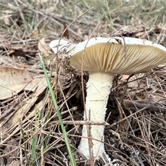 Amanita sp. at Bucketty, NSW - 25 May 2025 08:14 AM