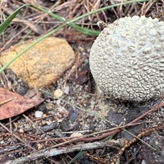 Amanita sp. at Bucketty, NSW - 25 May 2025 by MartinPredavec