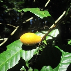 Aglaia ferruginea at Stewart Creek Valley, QLD - 8 Jul 2018 02:26 PM