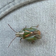 Diaphyta pulchra at Bungendore, NSW - Today by leith7