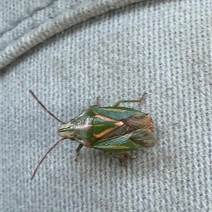 Unverified Insect at Bungendore, NSW - Today by leith7