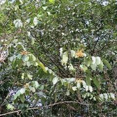 Aglaia sapindina at Syndicate, QLD - 30 Oct 2014 09:13 AM